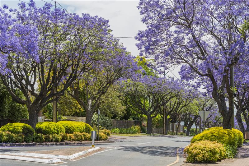 Picture of Jacaranda trees in the Walkerville area