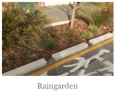 Raingarden