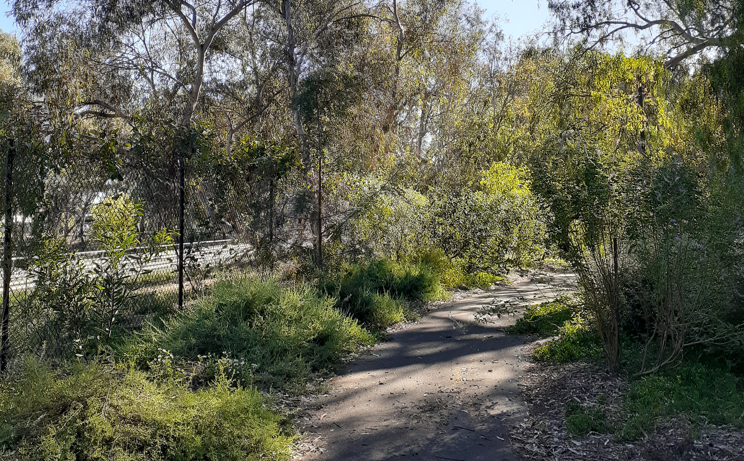 Lansdowne Terrace Riverbank Revegetation Group